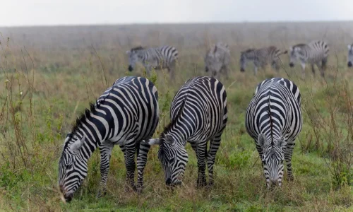 zèbre en train de brouter dans le parc national du serengeti pendant la migration des gnous lors d’un safari