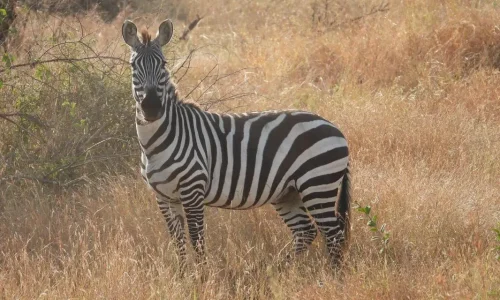 zèbre en train de brouter dans le parc national du serengeti